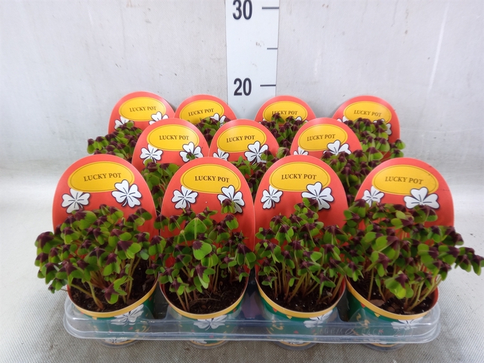 <h4>Oxalis deppei</h4>