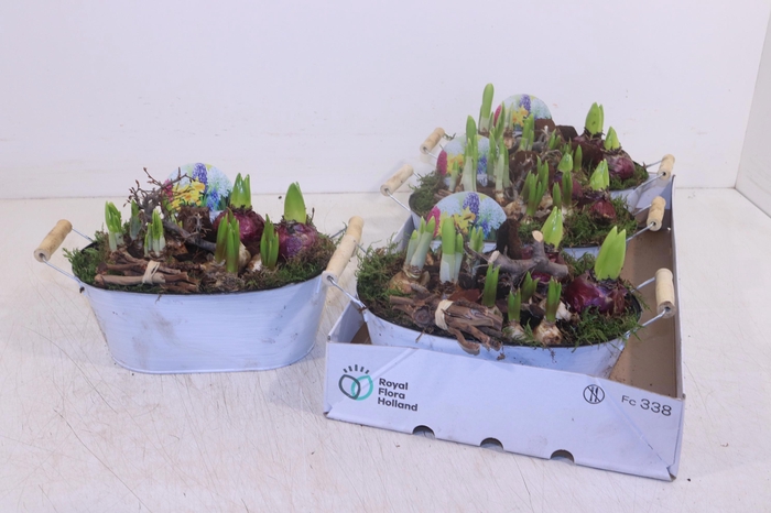 <h4>ARR BOL KNOLGEWAS</h4>