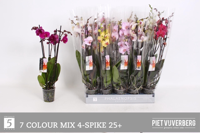 <h4>PHAL GEM 7 KL</h4>