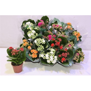 arr8 Kal Ge Ro Gem 5 Kl