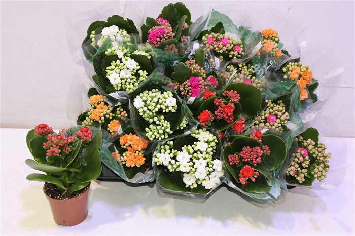 <h4>arr8 Kal Ge Ro Gem 5 Kl</h4>