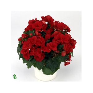 Begonia (elatior Grp) Half Gev