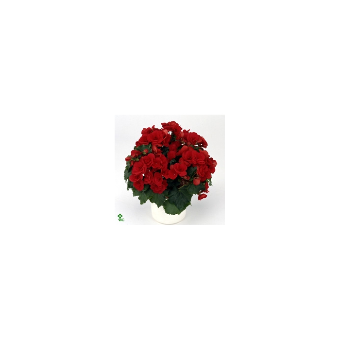 <h4>Begonia (elatior Grp) Half Gev</h4>