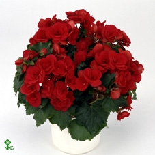 Begonia (elatior Grp) Half Gev