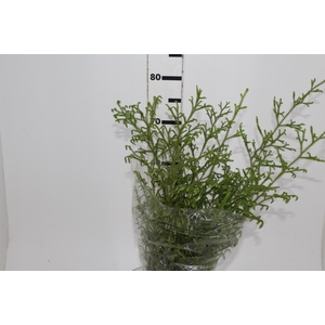 FOLHAGEM LYCOPODIUM