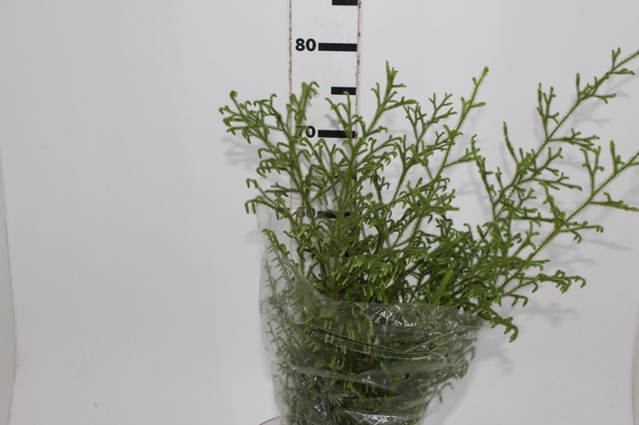 <h4>FOLHAGEM LYCOPODIUM</h4>
