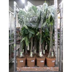 Pachira aquatica