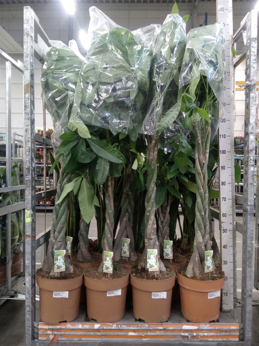 <h4>Pachira aquatica</h4>