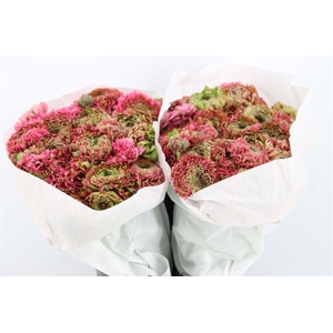 Ran Ponpon Ex Alladin