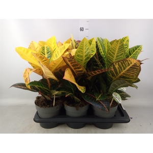 Codiaeum var. GR 'Petra'