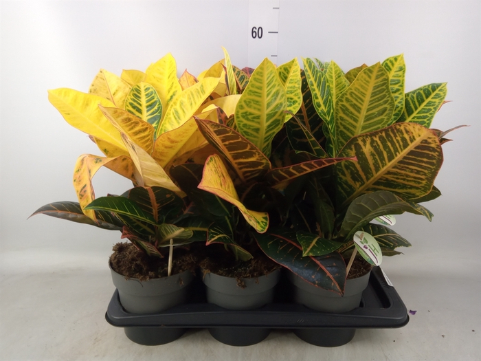 <h4>Codiaeum var. GR 'Petra'</h4>