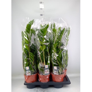 Zamioculcas zamiifolia