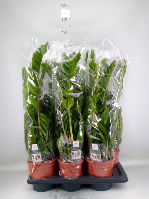 <h4>Zamioculcas zamiifolia</h4>