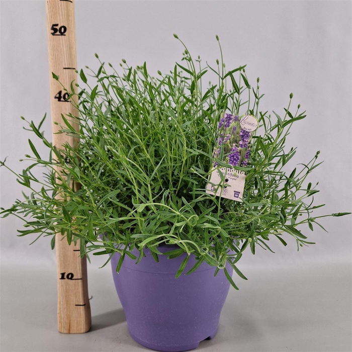 arr8 Lavan An Essence Pur