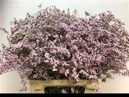 <h4>Lim Saf Oshi Pink</h4>