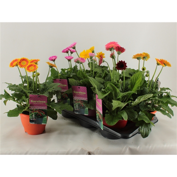 <h4>Gerbera XL Garvinea mix 4+</h4>