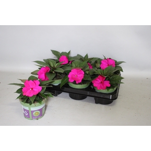 Impatiens N.G.ClockWork Purple