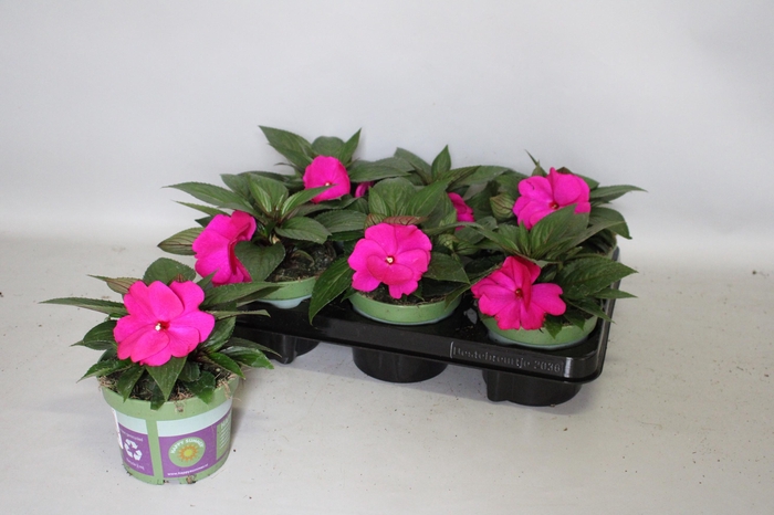 <h4>Impatiens N.G.ClockWork Purple</h4>