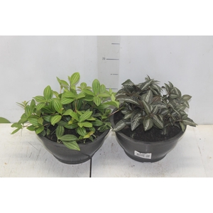 PEPEROMIA VARIADO C21