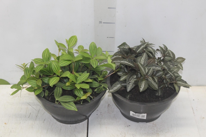 <h4>PEPEROMIA VARIADO C21</h4>