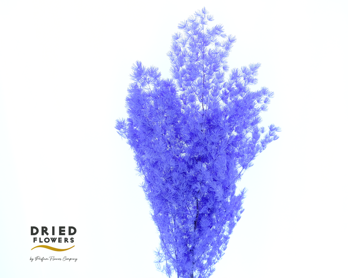<h4>Dried Bleached Asparagus Retrofractus Blue</h4>