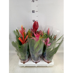 Bromelia   ...mix 10