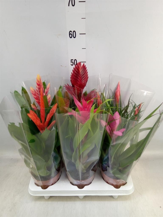 <h4>Bromelia   ...mix 10</h4>