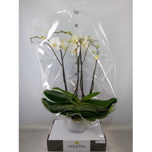 Phalaenopsis   ...white