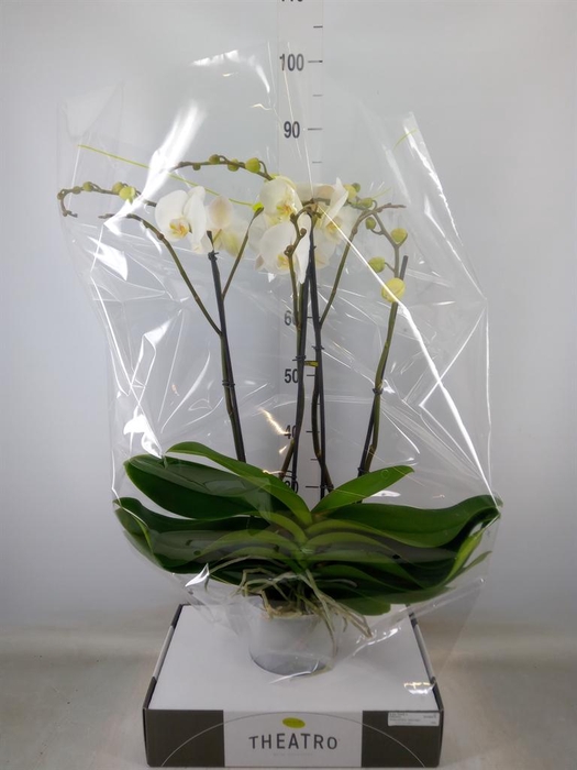 <h4>Phalaenopsis   ...white</h4>
