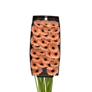 Germini Espresso Doos