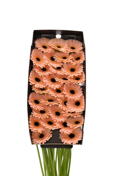 <h4>Germini Espresso Doos</h4>