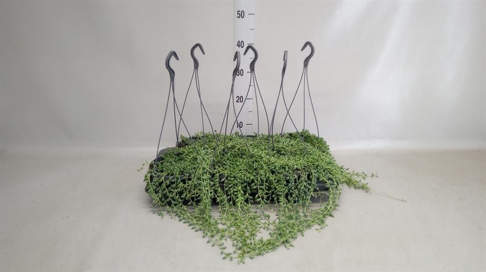 <h4>Senecio herreianus</h4>