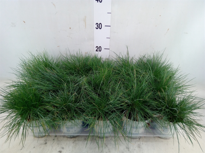 <h4>Festuca glauca 'Compacta Blue'</h4>