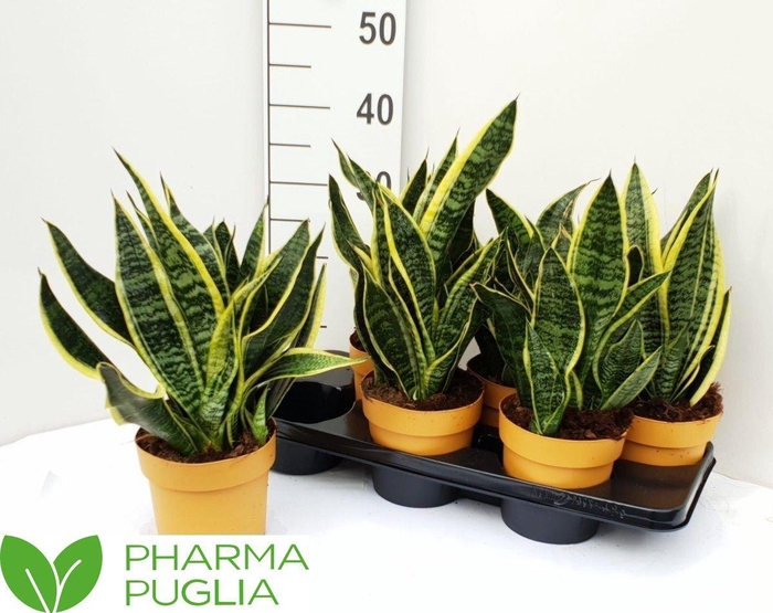 <h4>SANSEV FUTURA SUPERB</h4>