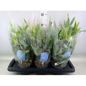 Phlebodium aureum 'Blue Star'