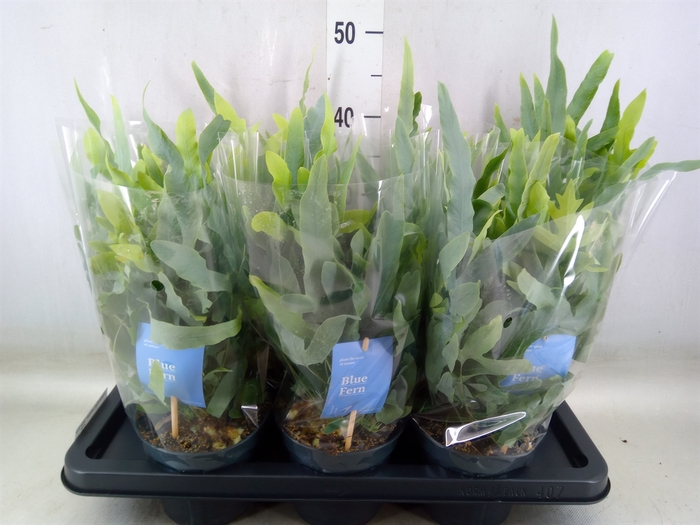 <h4>Phlebodium aureum 'Blue Star'</h4>