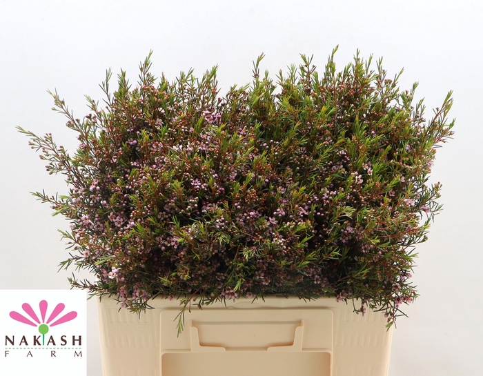 <h4>CHAME UN ROMI</h4>