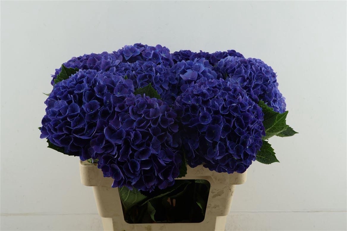 <h4>Hydr M Anne 60-18</h4>