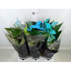 Anthurium andr. 'Cocos'