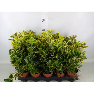 Euonymus japon. 'Aureus'