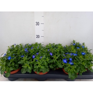 Lobelia erin. 'LagunTrail Dk Blue'