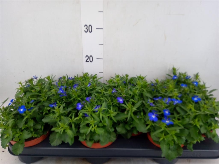 <h4>Lobelia erin. 'LagunTrail Dk Blue'</h4>
