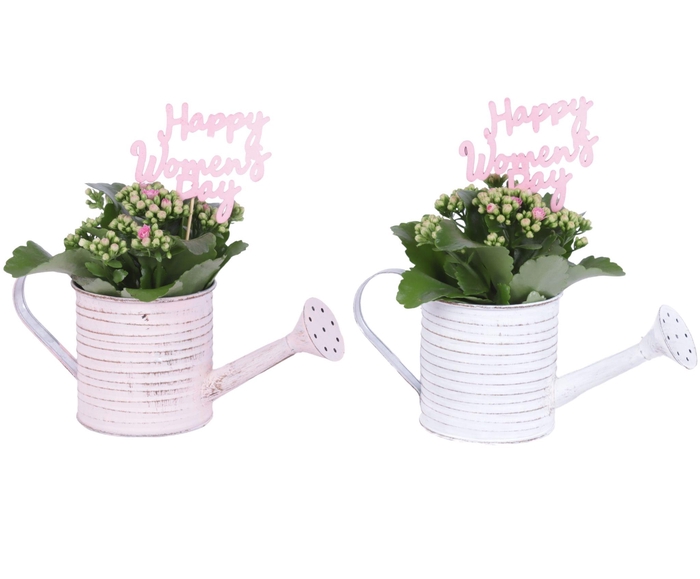 <h4>Womens Day Arr. Indoor Zinc Wateringcan With Rope Ø26cm 1PP</h4>