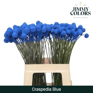 Craspedia L60 Blue
