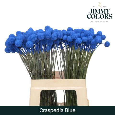 <h4>Craspedia L60 Blue</h4>