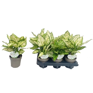 Aglaonema White