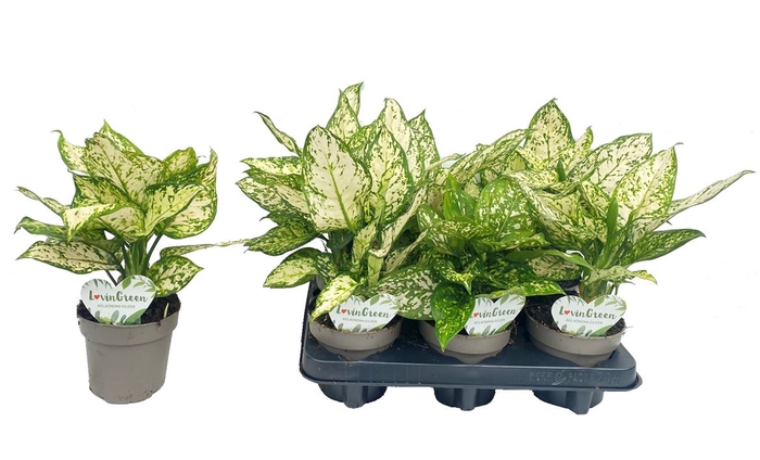 <h4>Aglaonema White</h4>