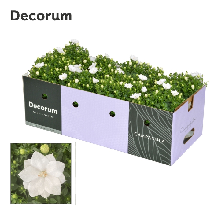 <h4>Campanula iso. Dublin White Decobox</h4>