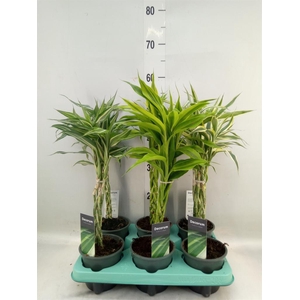 Dracaena sand.   ...mix 3