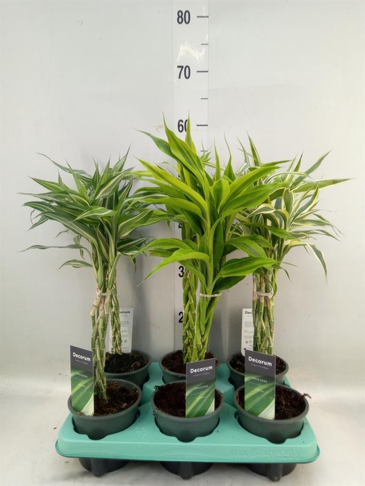 <h4>Dracaena sand.   ...mix 3</h4>